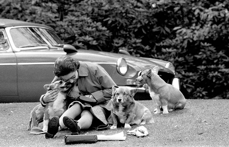 The Queen, sitting on a grassy bank with the corgis, at Virginia Water to watch competitors, including Prince Philip in the Marathon of the European Driving Championship, part of the Royal Windsor Horse Show.