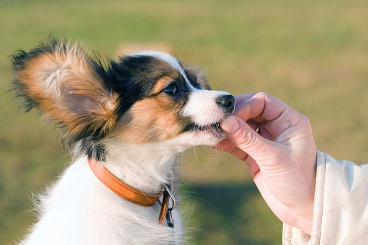 Papillon puppy gently taking a treat from a hand.