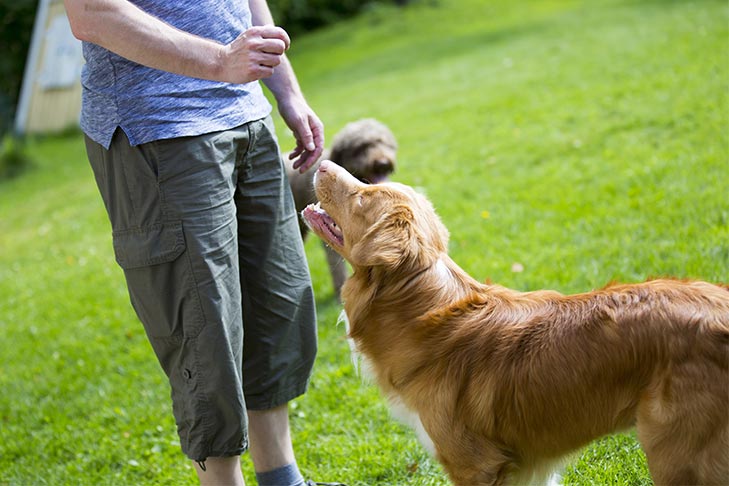 Nova Scotia Duck Tolling Retriever being trained in the park.