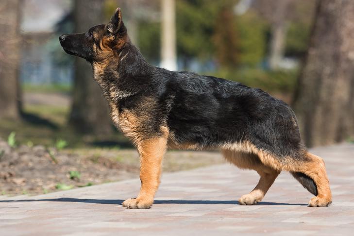 German Shepherd puppy standing stacked outdoors in the park.