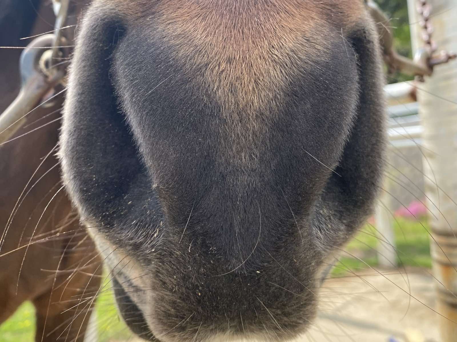 馬の鼻