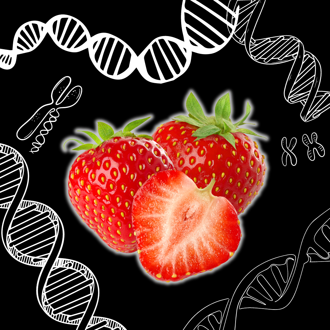 3 strawberries, one cut in half surrounded by DNA double helix graphic with a black background