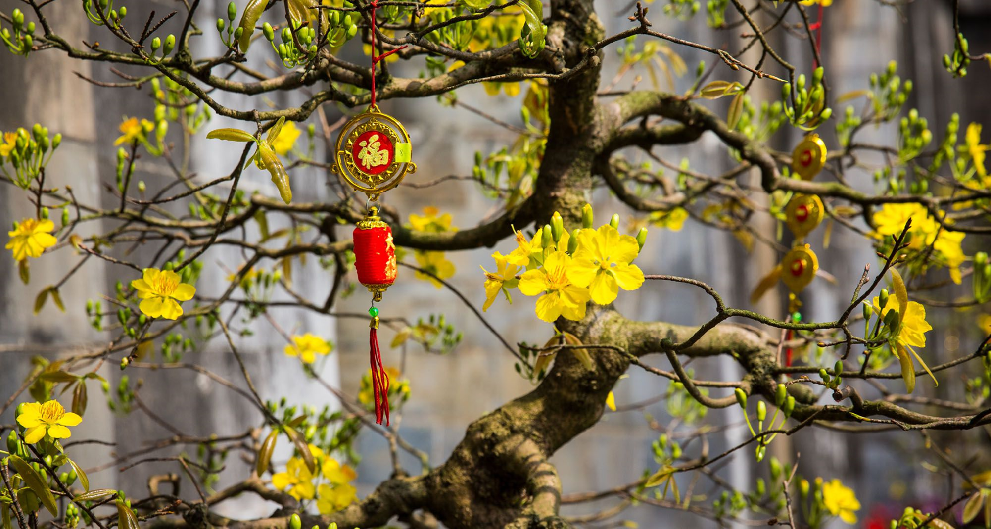 Single Lunar New Year decoration hanging from tree