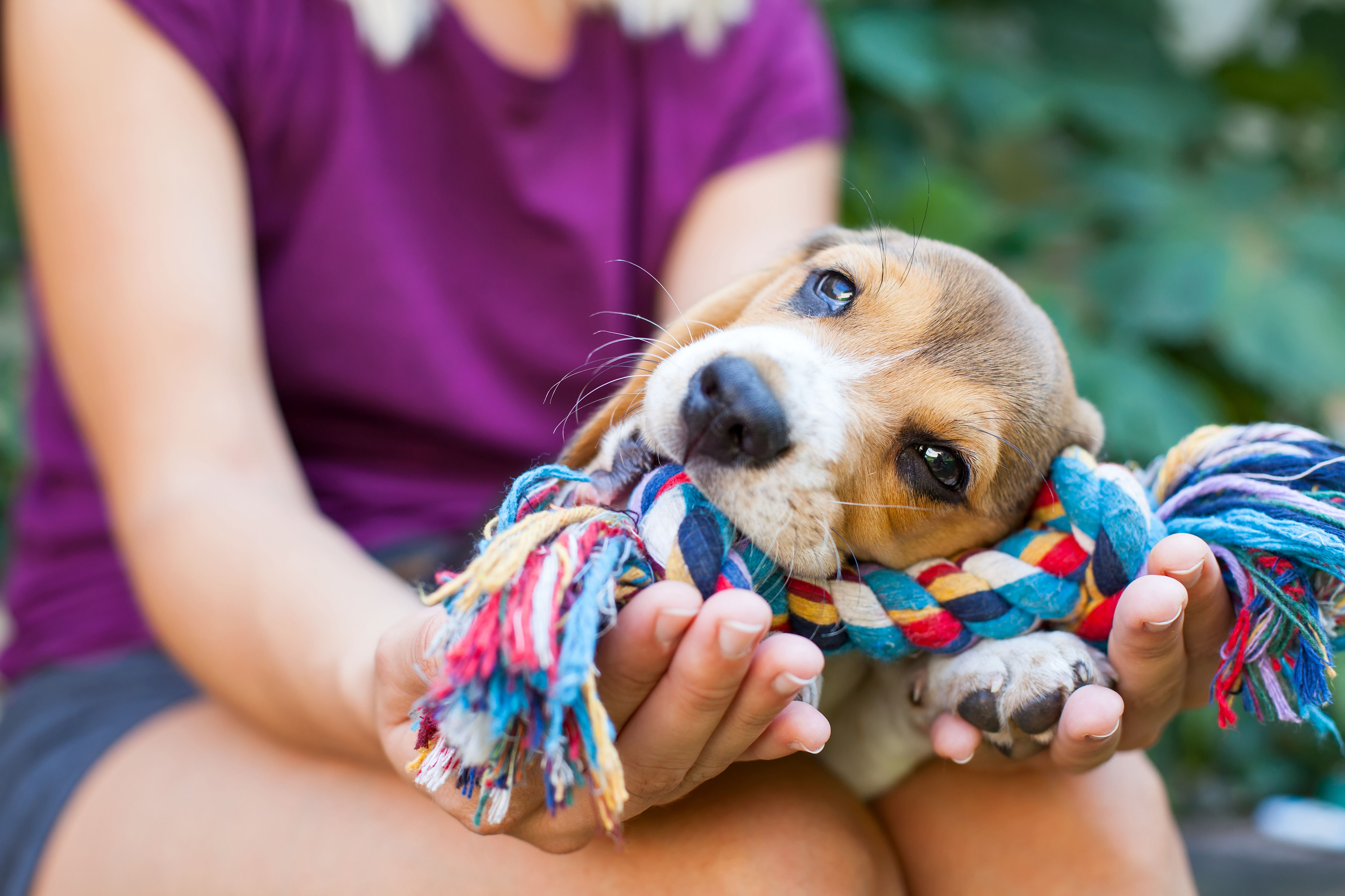 Cuddling with beagle puppy chewing on toy.