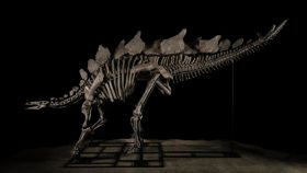 'Apex' Stegosaurus Skeleton Becomes the Most Expensive Fossil Ever Sold at Auction (News Science)