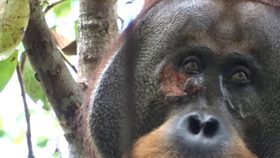 Wild Orangutan Treats Wound with Self-Made Medicine for First Time in Real-Life Planet of the Apes Moment (News Science)