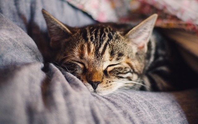 効果的な睡眠で「賢く」生きる