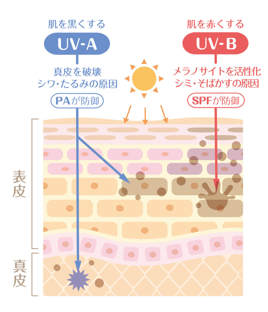 日焼け対策：紫外線UVとSPF・PAの関係