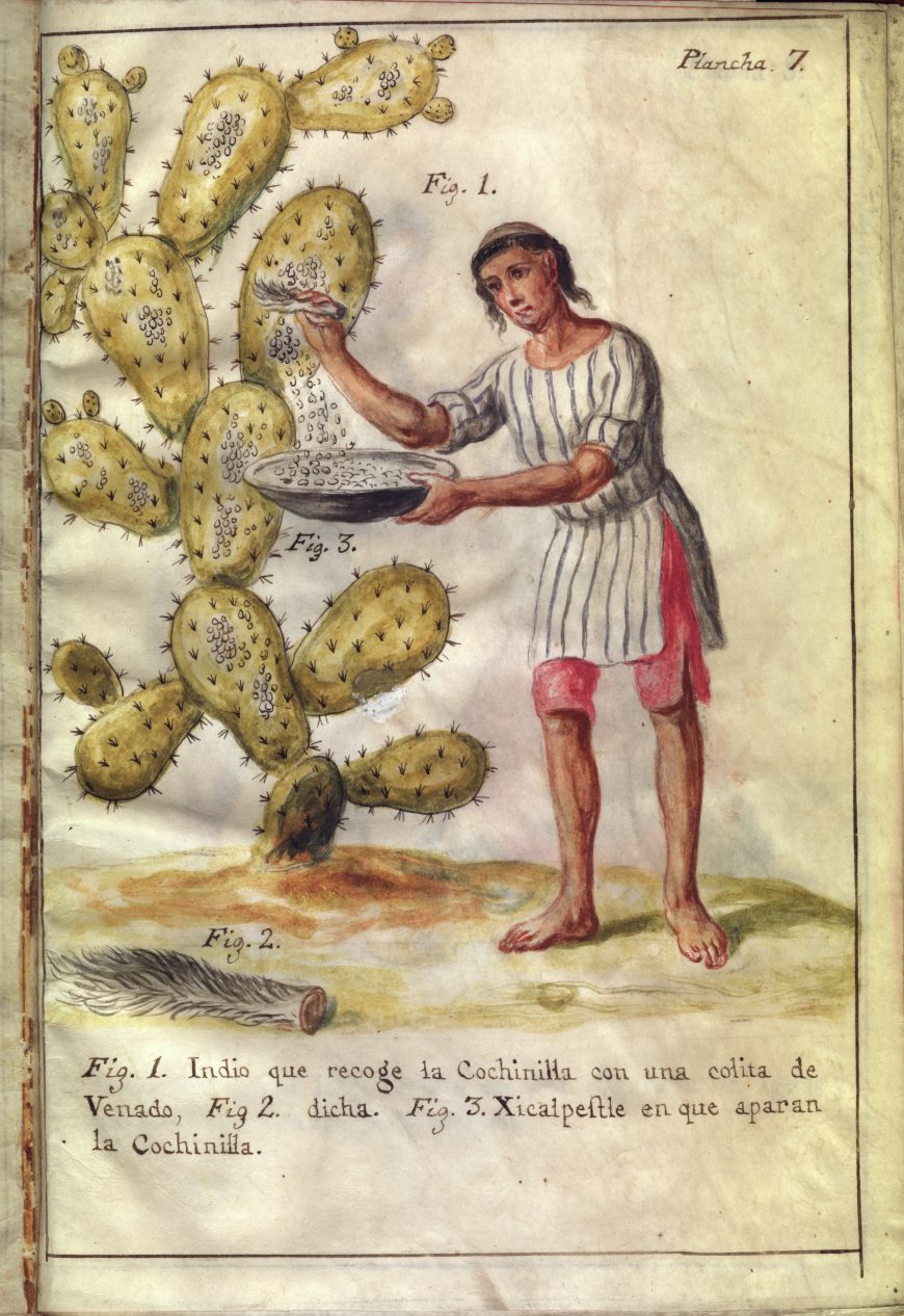 Illustration of cochineal collection in José Antonio de Alzate y Ramírez, Memoria sobre la naturaleza, cultivo, y beneficio de la grana…, (Essay on the Nature, Cultivation, and Benefits of the Cochineal Insect), 1777. Colored pigment on vellum. (photo: Newberry Digital Collections for the Classroom, Edward E. Ayer Manuscript Collection, VAULT Ayer MS 1031).