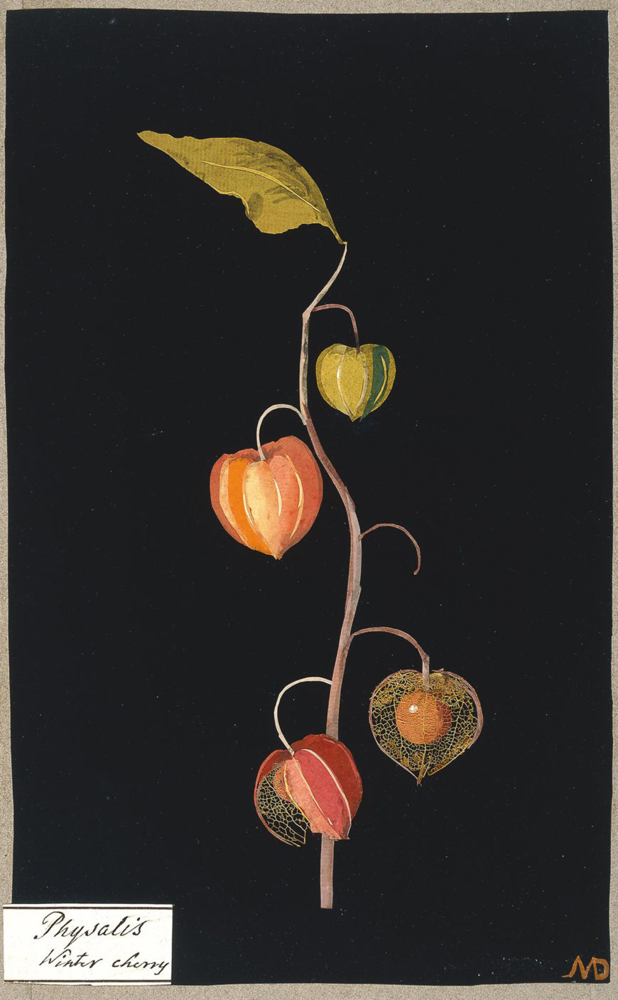 Mary Delany, Physalis, Winter Cherry, 1772-88, paper collage, England 29.1 x 17.7 cm (© The Trustees of the British Museum)