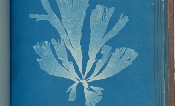 Anna Atkins, Dictyota atomaria, From Photographs of British Algae: Cyanotype Impressions, ca. 1853 (The Metropolitan Museum of Art)