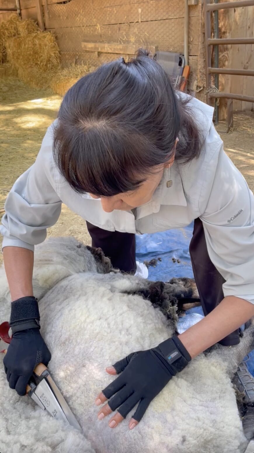 DY Begay shearing a Churro sheep (photo: Virgina Smith)