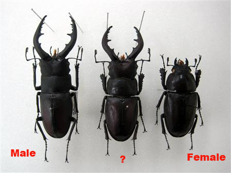 Extremely Rare Hermaphrodite Stag Beetle on Display in Chiba Prefecture