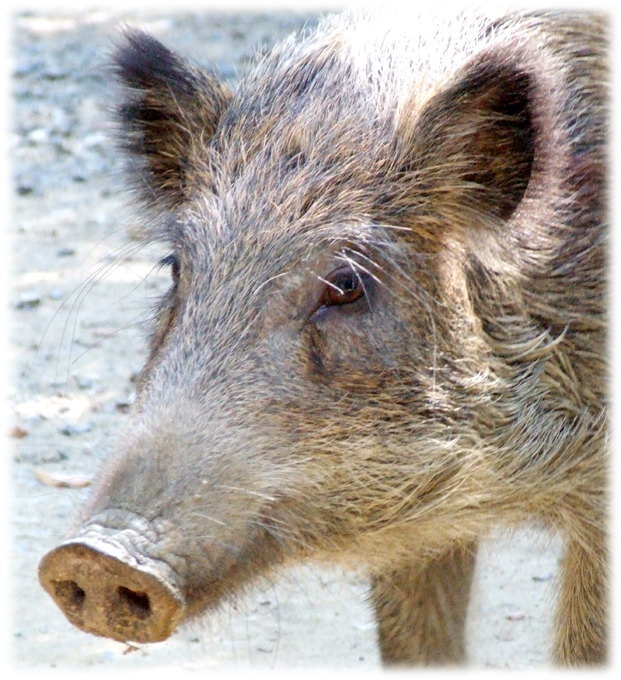 Miyazaki Prefecture woman shot by hunter after being mistaken for a wild boar