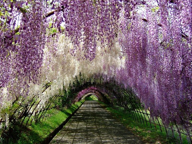 Move over cherry blossoms, wisteria may be the most beautiful flowers in Japan