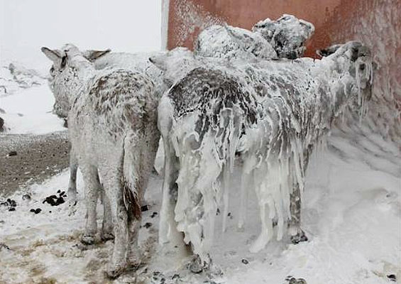 Turkish cold snap literally freezes animals where they stand