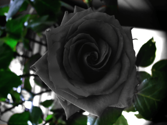 Rare Turkish rose is the most heavy metal flower you’ll ever see