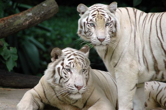 Man jumps into tiger enclosure in China and asks to be eaten