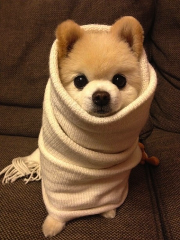 20 yummy animal burritos to satisfy your cute cravings!【Photos】