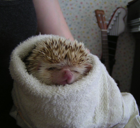 hedgehog_burrito_by_six_muses_short-d3jyar8