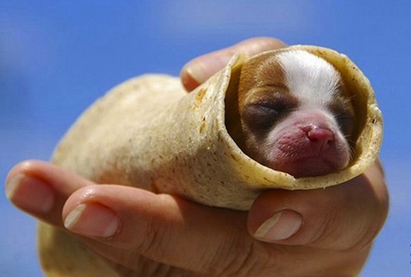 puppy-burrito