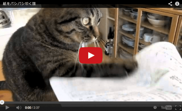 “Hey! Hey! Hey! Hey!” Meet the Japanese cat that loves to tap 【Videos】