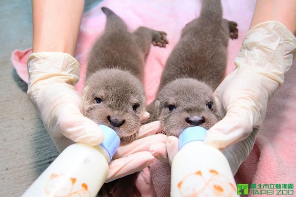 Devastatingly cute otters strike again — this time they’re just little babies!【Pics and videos】