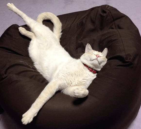 Japan’s pets approve of Muji bean bags, put on a masterful display of laziness 【Photos】