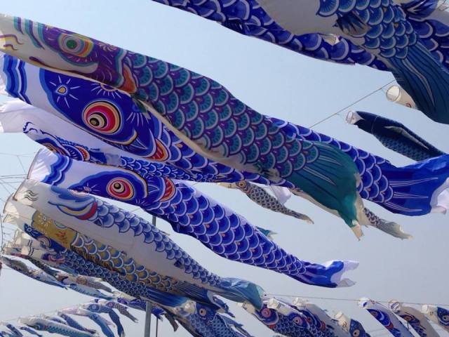 Tohoku man honors brother killed in tsunami with hundreds of blue carp streamers