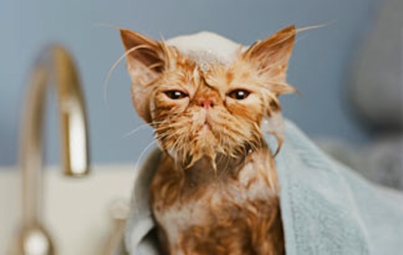 Why your cat hates baths, but is fascinated by the bathtub