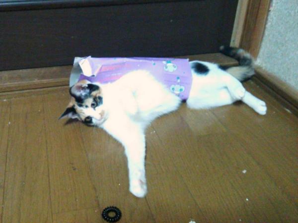 Cat gets caught in tissue box, dances into our hearts