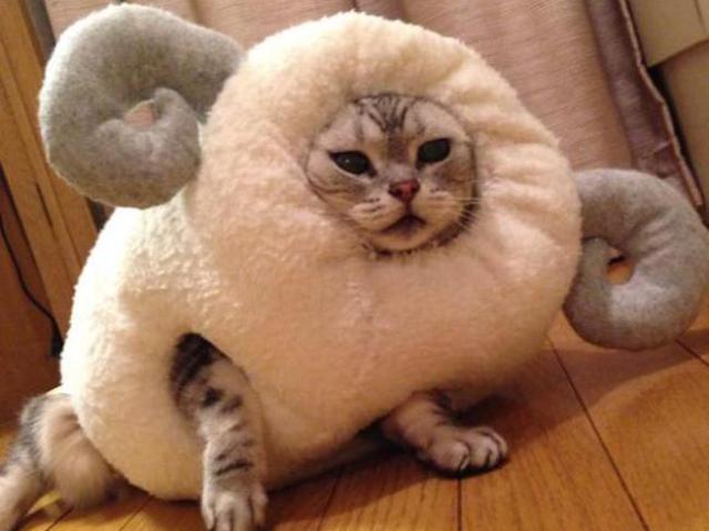 Pet owner celebrates the Year of the Sheep by inserting their cat into ridiculous costume