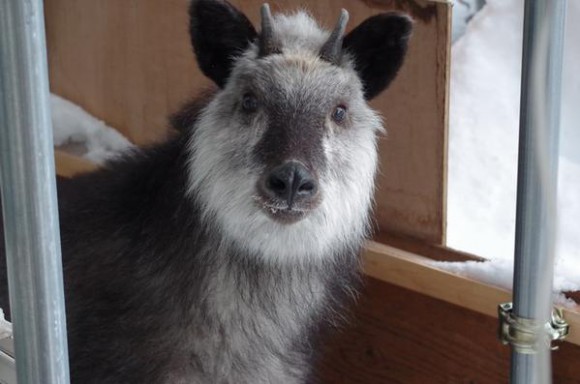 Man discovers fluffy wild deer nestled under porch, turns to Twitter for help