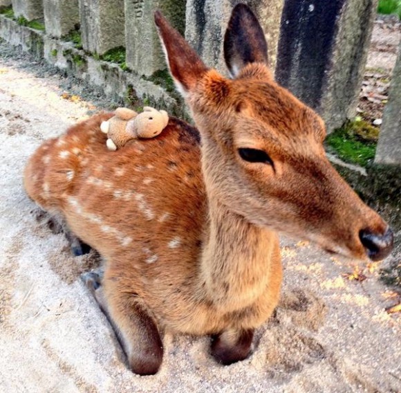 Kitties, doggies, bunnies, and deer – even more stuff balanced on Japan’s pets!