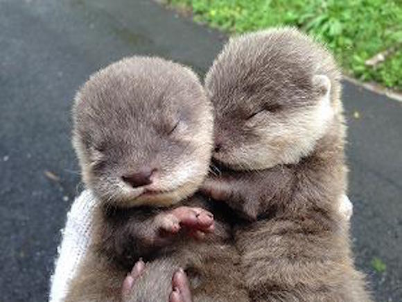 Hirakawa Zoo’s Twitter feed packed with baby otters, extreme levels of cuteness