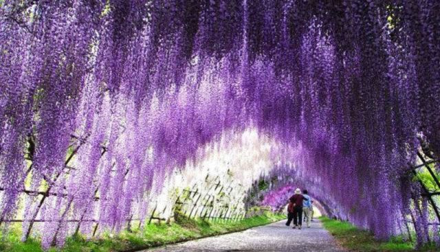 Kitakyushu’s spectacular wisteria tunnel is blooming! You don’t want to miss it!