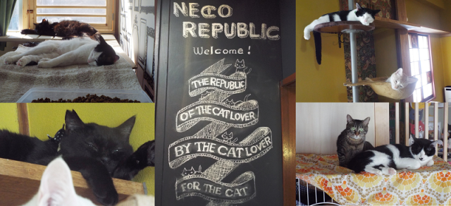 Neco Republic: A cat cafe for rescue cats and the people who love them 【Pics & Video】