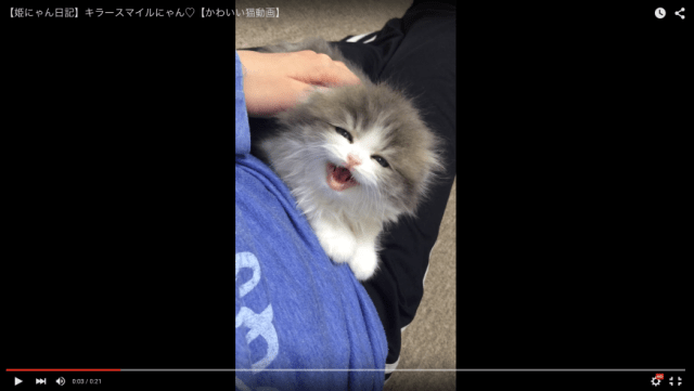 This precious kitten’s “squeak” is making us all squee! 【Video】