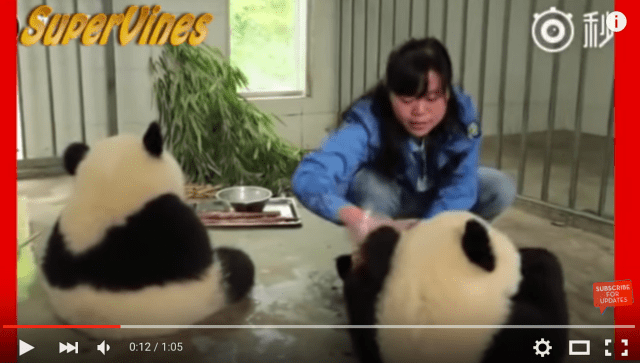 Hand-washed pandas look adorable, melt our hearts【Video】