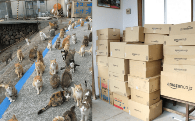 Japan’s Cat Island tweets a plea for cat food, gets so much they can barely store it all