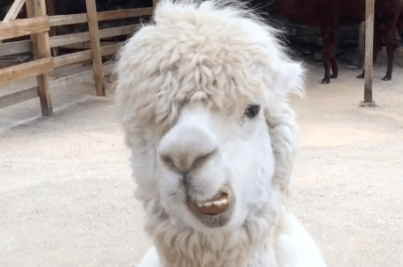 You don’t want to mess with this bad-boy alpaca