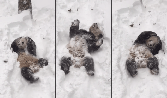 Smithsonian’s panda Tian Tian turns into adorable snowball rolling around in blizzard【Video】