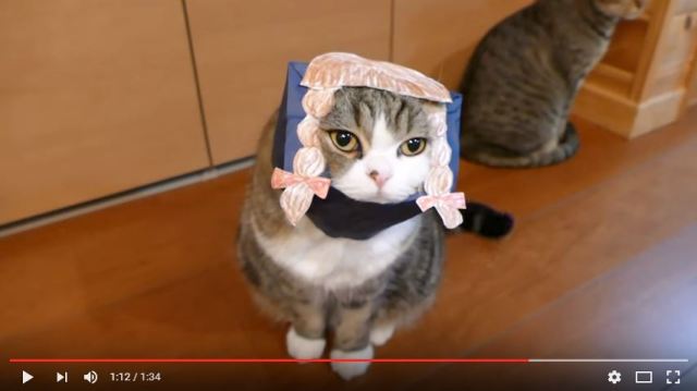 Maru the cat sticks his head in a bag, emerges with fashionable pigtails【Video】