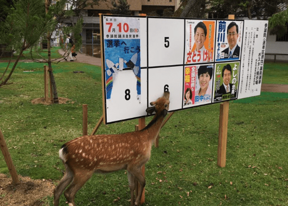 Nara deer takes a stand against upcoming Japanese election by eating electoral poster