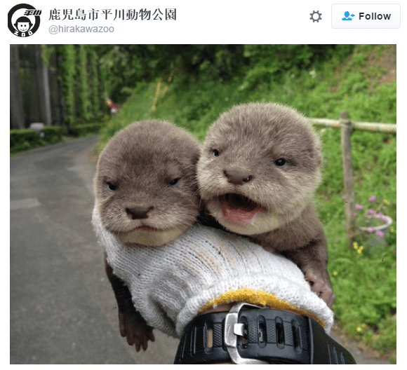 Otterly adorable otters are here to make your day【Photos】