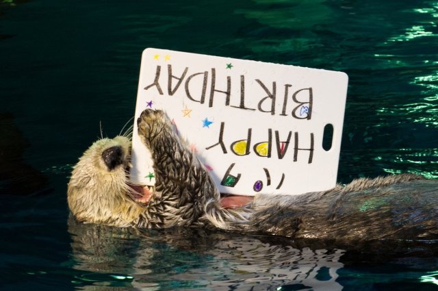 Pata the Otter celebrates her 20th birthday with a photo exhibit!