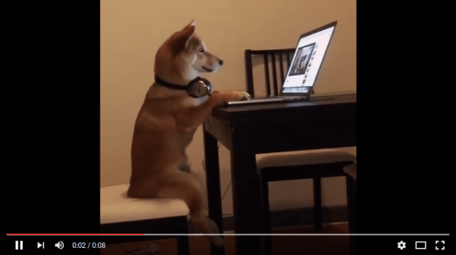 Shiba Inu watches humans on YouTube, internet has officially come full circle 【Videos】