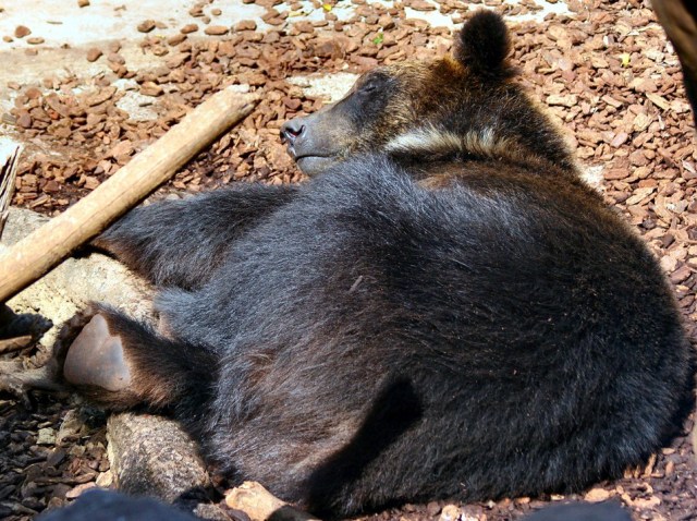 Old Japanese man fends off bear attack with his impressive karate skills