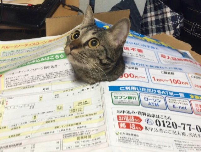 “Oh hello there, human!” Cute cat peeking through paper turns hilariously cat-astrophic 【Pics】