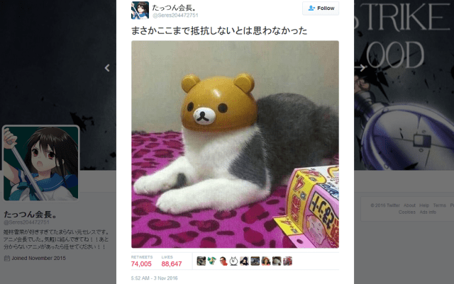 Most patient cat ever accepts Japanese bear headwear for perfect photo